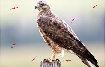 Image of a hawk with spots in the background
